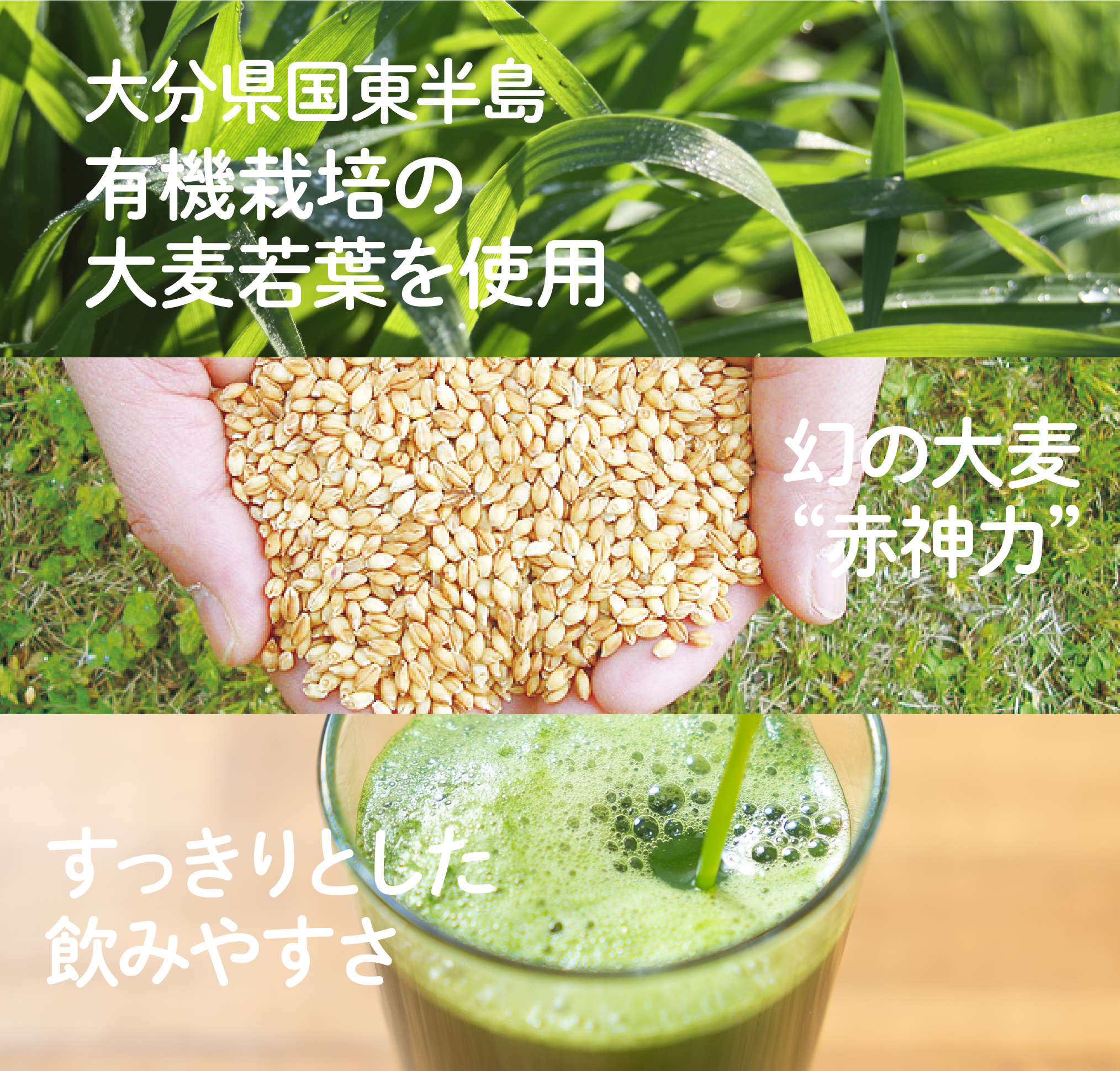 メール便送料無料 大麦若葉 ケール ゴーヤ 抹茶 プラセンタ 乳酸菌 オリゴ糖 食物繊維 青汁 国産 野菜不足 健康 美容 お試し 送料無料  ＼青汁祭開催 クーポンで699円 輝きの青汁プラセンタ 入り 3g×30包入り ダイエット サプリメント ビタミンC カルシウム 日焼け止め ...